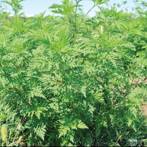 N. Dumitrescu, figură importantă în comunitate