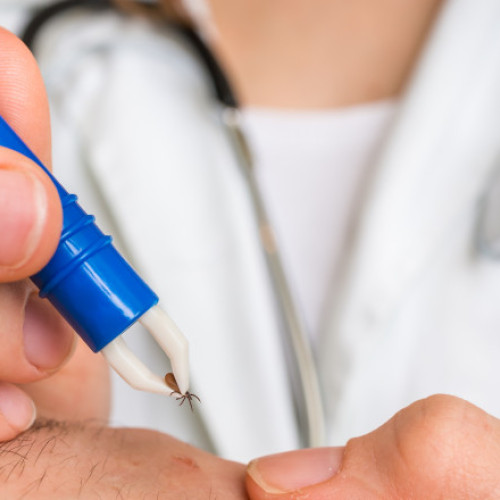 Sezonul cald aduce riscuri din cauza capuselor