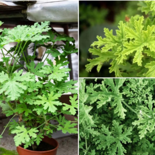 Planta miraculoasă împotriva țânțarilor: citronella