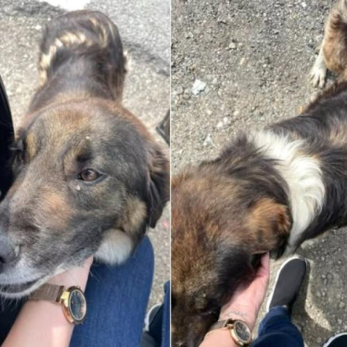 O femeie îndurerată a abandonat o cățelușă