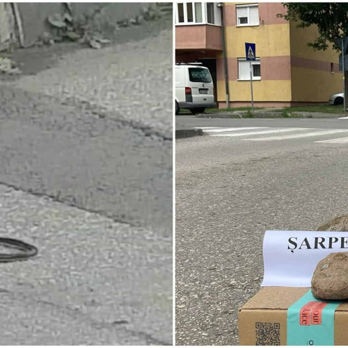 Un șarpe a fost găsit pe străzile din Alba Iulia