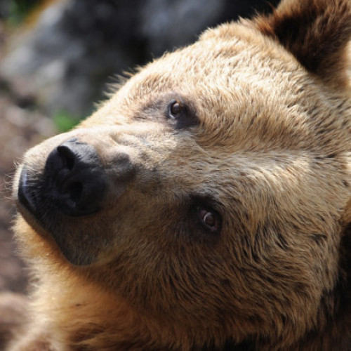 Slovacia permite vânzarea cărnii de urs brun, specie protejată