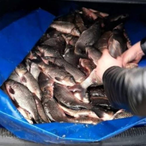 Transport ilegal de peşte în Băleni, bărbat depistat!