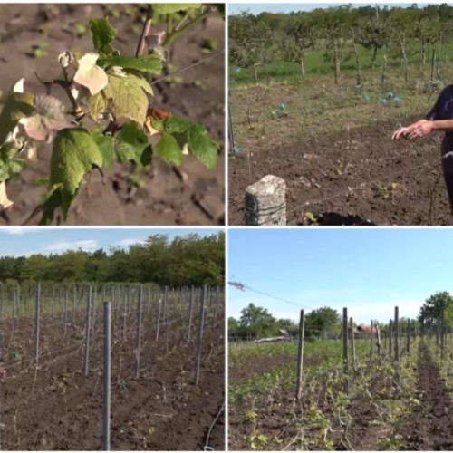 Pagube uriașe în agricultura din Dolj din cauza grindinei