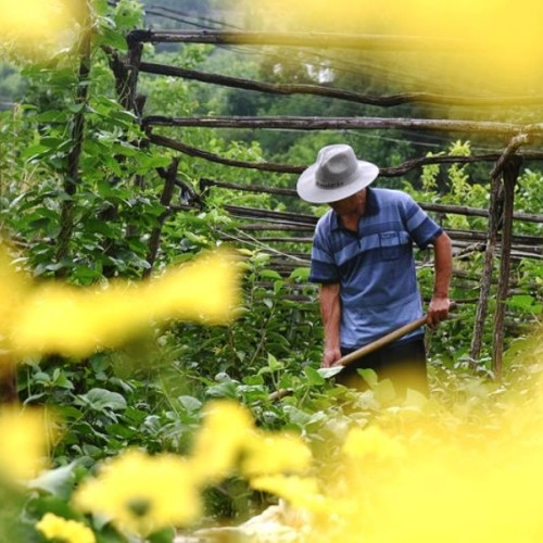 Prelungirea termenului pentru cererile de plată în Campania 2025