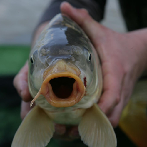 Braconaj piscicol în Costișa: dosar penal și unelte confiscate