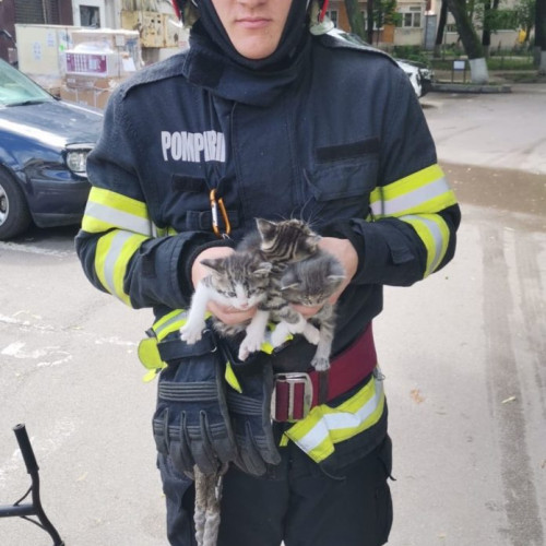 Trei pui de pisică salvați de pompieri după ce au fost descoperiți în tavanul unei case