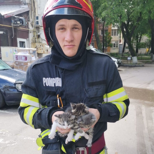 Pui de pisică salvați din tavanul unei clădiri din Botoșani