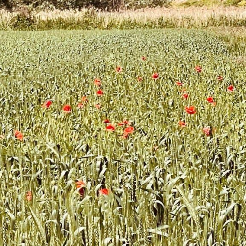 Vremea de weekend în Alba, 30 mai - 1 iunie