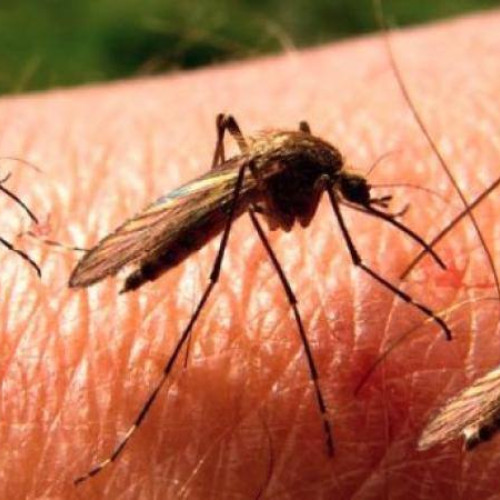 Malarie înregistrată în Oradea