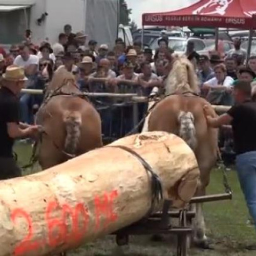 Concursul de cai de la Marisel, anulat din cauza restricțiilor sanitare