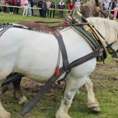 Mii de oameni au semnat o petiție pentru interzicerea concursurilor și evenimentelor publice care implică utilizarea animalelor în condiții ce le pot provoca suferință. Potrivit stiridecluj.ro, petiția solicită modificarea legislației în vigoare pentru a proteja drepturile animalelor și pentru a elimina practicile cruel.