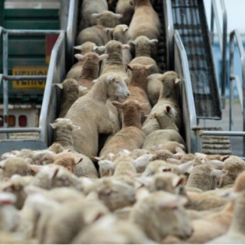 Un nou transport de animale românești către Algeria a fost anunțat de Autoritatea Națională Sanitară Veterinară și pentru Siguranța Alimentelor (ANSVSA), potrivit unui comunicat postat pe Facebook și citat de ziaruldeiasi.ro. Potrivit sursei, vineri, din Portul Constanța, va pleca un cargu de peste 40.000 de animale, între care bovine și ovine, către Anaba, Algeria.