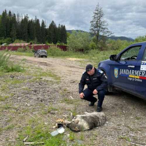 Femeie de 64 de ani surprinsă în Gura Humorului legând un câine de mașină și trăgându-l pe stradă