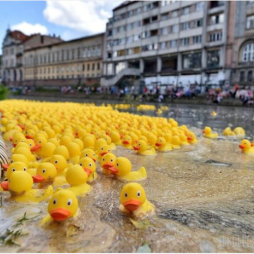 Cursa ratustelor de pe Crișul Repede revine la Oradea, într-un eveniment caritabil popular