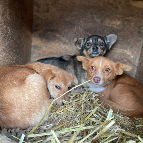 Campanie gratuită de sterilizare a câinilor în Flamanzi și zonele învecinate