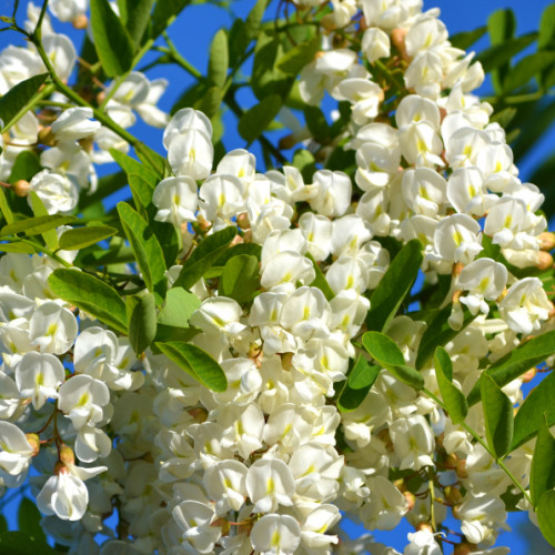 Florile de salcâm, o comoară naturală pentru sănătate și frumusețe