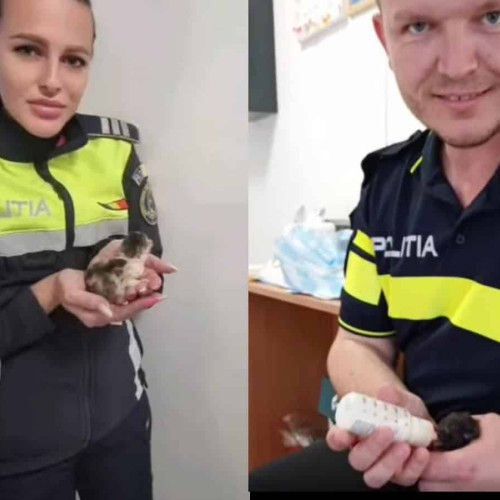 Cinci pui de pisică abandonați pe marginea drumului în Alba Iulia, salvați de polițiști