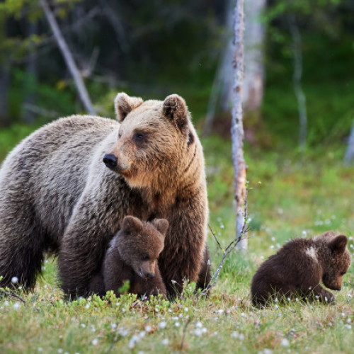 Urs observat în Medias, localnicii avertizați prin mesaj RO-ALERT