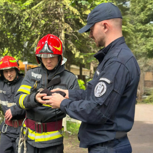 Pui de gaita salvat de autorități după ce a căzut dintr-un copac în Botoșani