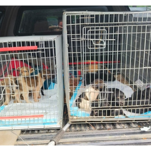 Pisoi și cățeluși salvați de polițiștii din Neamț în urma unor intervenții neașteptate