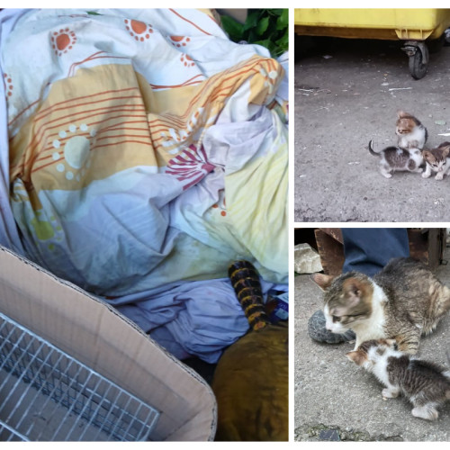 O noapte plină de emoții și eforturi intense pentru salvarea animalelor abandonate