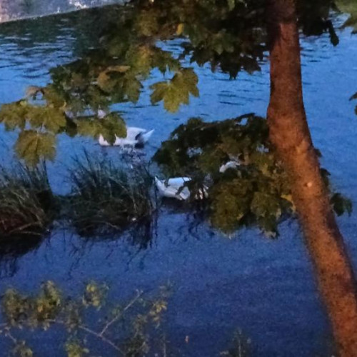 Puii de lebad din Cluj, probleme din nou după ce au fost luați de ape