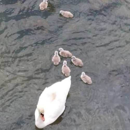 Puii de lebad au parte de noi probleme după ce o parte dintre ei au fost duși de ape de-a lungul râului Someș, în zona Părcutului Rozelor, conform stiridecluj.ro. Locuitorii din Cluj au urmărit cu emoție nașterea și primele pași ai acestor lebădici, dar acum aceștia sunt în pericol.