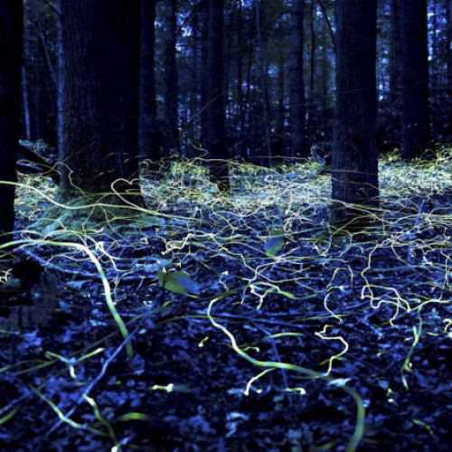 Licuricii &quot;fantome albastre&quot; aduc speranță pentru revitalizarea turismului în Asheville după uraganul Helene