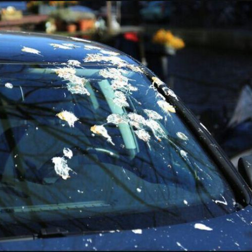 Pasari fac ravagii la Cluj: "E absolut groaznic! Mașina mea este plină de excremente"