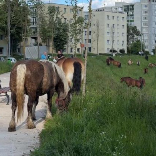 Calitatea vieții la 3000 de euro pe metru pătrat: cai lăsați liberi pe malul Someșului în cartierul Grigorescu.