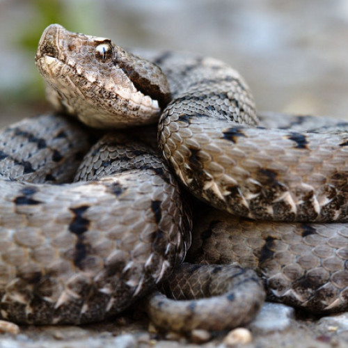 Un traficant de animale rare, prins în Mumbai după ce a adus ilegal 47 de serpi veninosi, a fost arestat, anunță autoritățile vamale indiene, potrivit digi24.ro. Bărbatul calatorea cu un zbor din Thailanda și avea asupra sa vipere indoneziene, ascunse în bagaje de cală. În plus, transporta și cinci broaște testoase-frunza asiatice, conform comunicatului oficial.