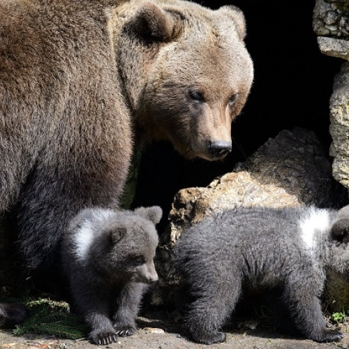 Mesaj Ro-Alert după apariția unei ursoaice cu doi pui în stațiunea Busteni