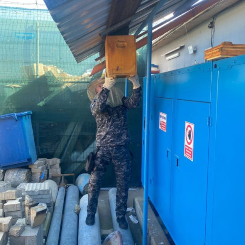 Un roi de albine a provocat panică în Botoșani, luni dimineața, în apropierea unui depozit de materiale de construcții, potrivit monitorulbt.ro. Din fericire, situația a fost rapid controlată de către un jandarm aflat întâmplător în zona, în timpul liber. Plutonierul adjutant șef Ovidiu Parasca, care are experiență în apicultură, a intervenit pentru a opri roiul agresiv.