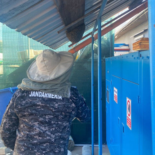 Jandarmi din Botoșani au capturat un roi de albine în apropierea unui depozit de material de construcții