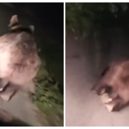 Urs urmărit haotic pe străzile din Garboul Dejului