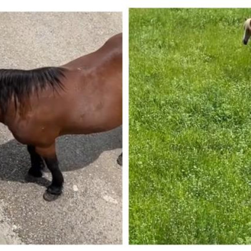 Doi cai liberi surprinși plimbându-se în Florești, Cluj