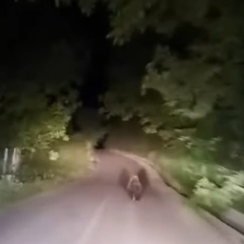 Urs alguém în satul Palanca, comuna Urechești. Autoritățile intervin pentru siguranța localnicilor