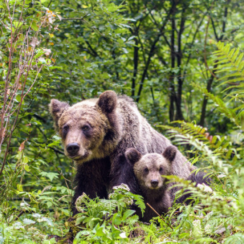 Ursii revin în stațiunile montane, atragând atenția autorităților