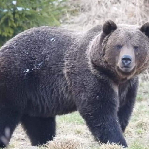 Evaluare a populației de animale sălbatice în județul Bistrița-Năsăud