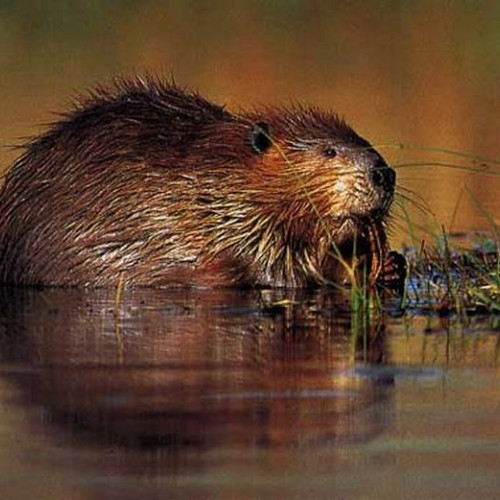 Castorii din Parau, în siguranță în fața proiectului de gestionare a deșeurilor