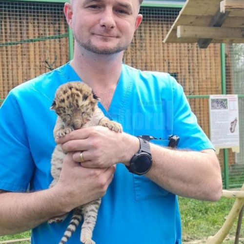 Un animal rar s-a născut la o grădină zoologică din România, confirmă sursele citate de newsbv.ro. Puiul, un ligru, rezultat din împerecherea dintre un leu și o tigroaică, a atras atenția iubitorilor de animale și specialiștilor deopotrivă. Această specie, extrem de rară la nivel mondial, are doar 20 de exemplare cunoscute, potrivit informațiilor.