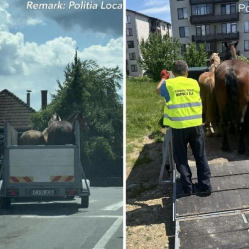 doi cai capturați pe străzile din comuna Florești, după o intervenție a poliției locale