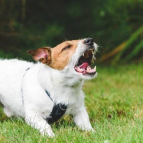 Clujean revoltat din cauza câinilor plimbați fără lesă în parc