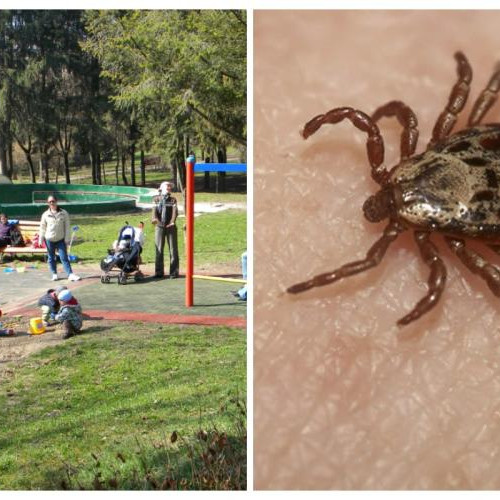 Părinți din Cluj, îngrijorați din cauza infestării cu capuse în parcuri