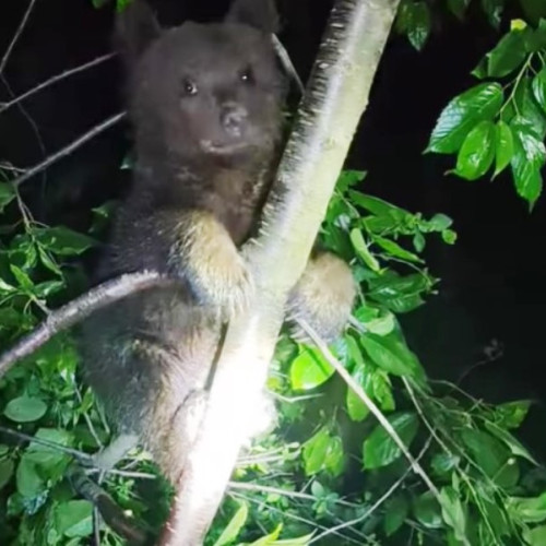 Doi pui de urs salvați după ce s-au blocat într-un copac în Soveja