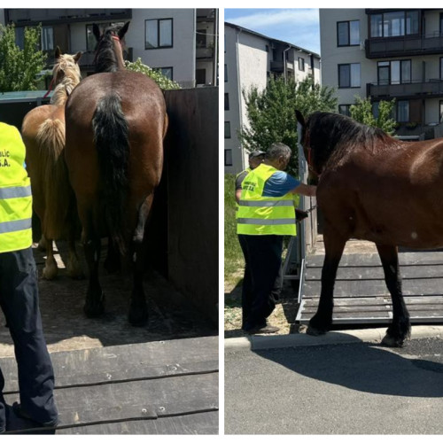 Doi cai abandonați pe străzile din comuna Florești au fost ridicați de către Poliția Locală luni, 2 iunie 2025, după o intervenție de urgență menită să prevină produca un accident rutier. Conform stiridecluj.ro, primarul comunei, Bogdan Pivariu, condamnă ferm astfel de incidente și cheamă la responsabilitate din partea proprietarilor de animale.