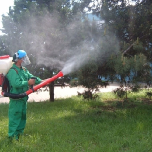 Primăria Botoșani anunță operațiuni de dezinsecție în oraș în iunie 2025