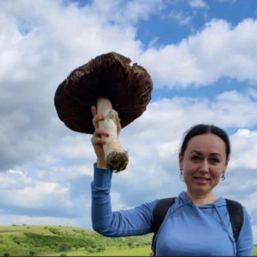 Ciupercă uriașă, descoperită în pădurile din jurul Clujului