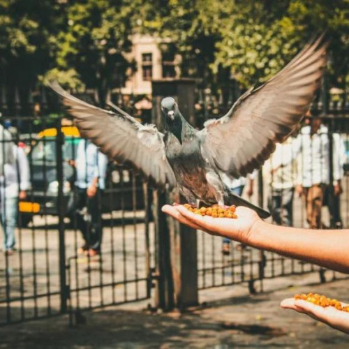 Vecină de la parter, acuzată că aruncă zilnic mâncare pe geam pentru porumbei